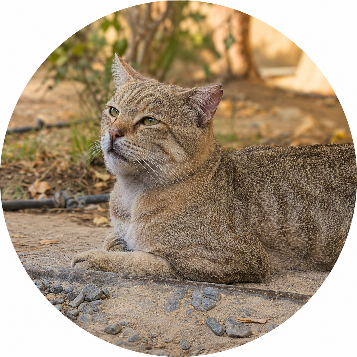 خاکی